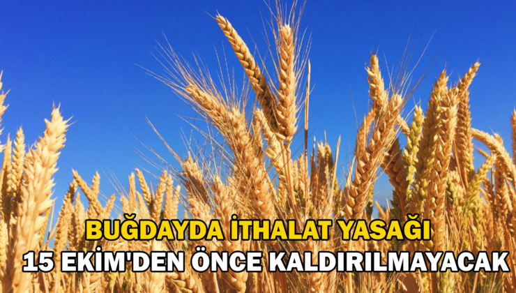 Buğdayda Ithalat Yasağı 15 Ekim’E Kadar Kaldırılmayacak