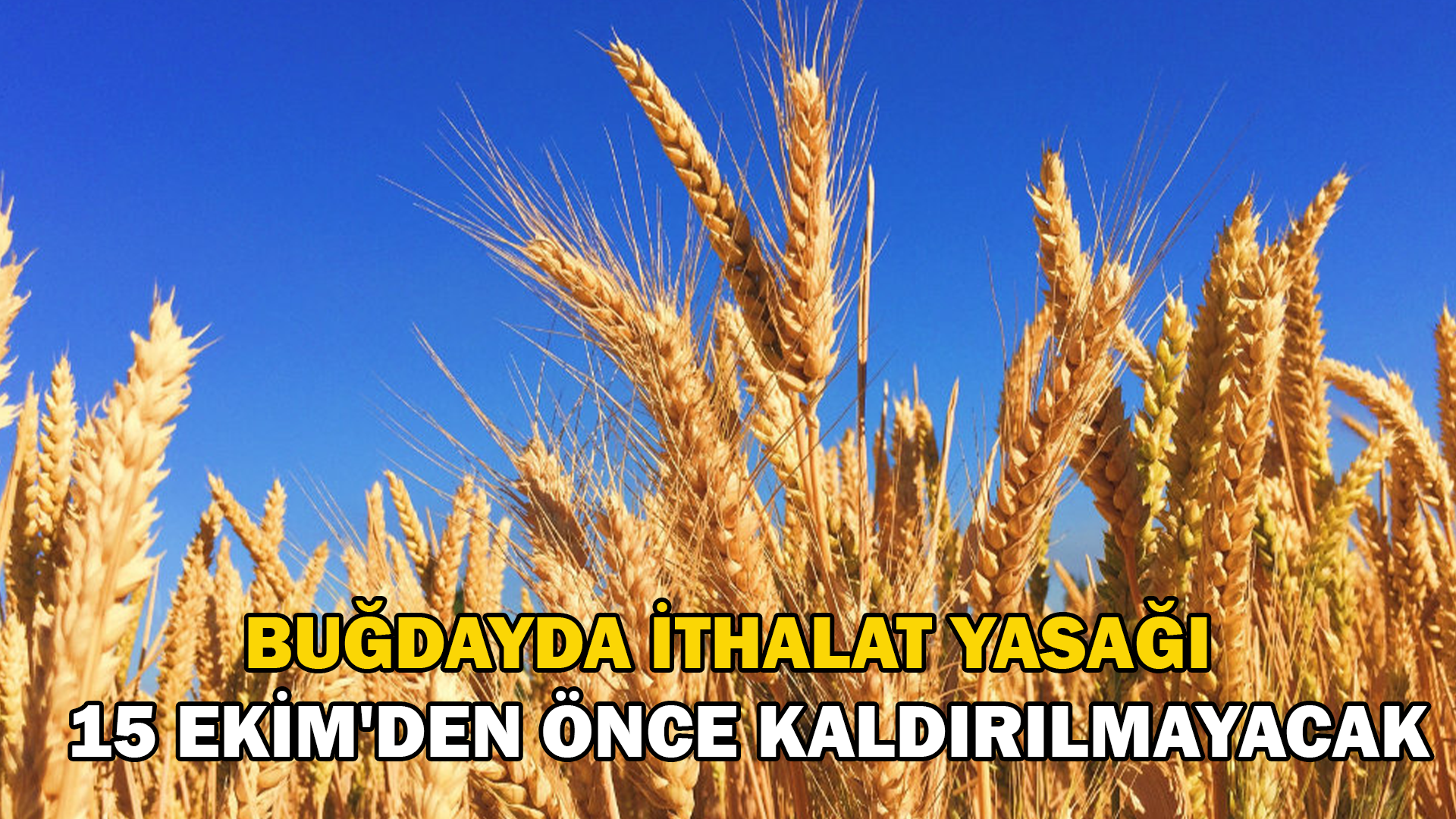 Buğdayda ithalat yasağı 15 Ekim’e kadar kaldırılmayacak