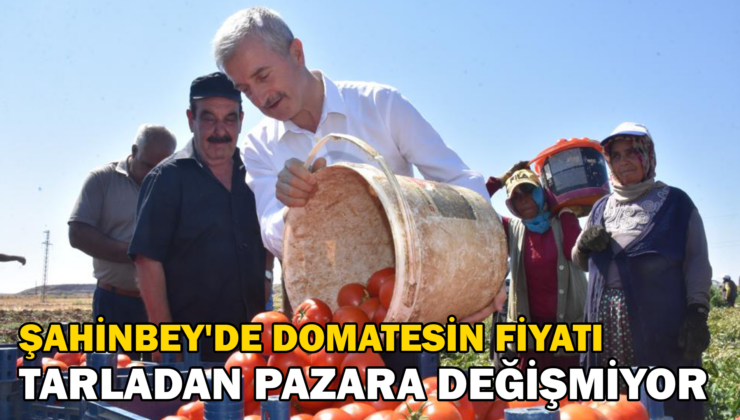 Şahinbey’De Domatesin Fiyatı Tarladan Pazara Değişmiyor