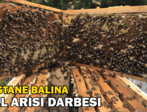 Kastamonu’Da Kestane Balına Gal Arısı Darbesi: Üretimi Yüzde 75 Düşürdü