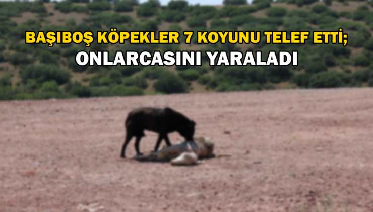 Başıboş Köpekler 7 Koyunu Telef Edip Onlarcasını Yaraladı