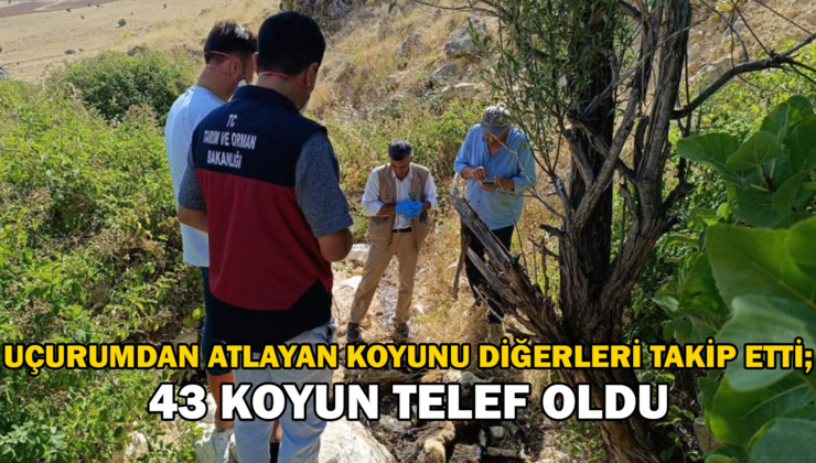 Biri Uçurumdan Atlayınca Diğerleri Peşinden Koştu: 43 Koyun Telef Oldu