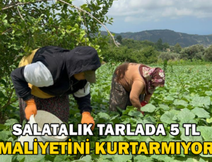 Zorlu Hasatta Salatalık Tarladan 5 Tl’Den Alıcı Buluyor