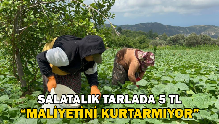 Zorlu Hasatta Salatalık Tarladan 5 Tl’Den Alıcı Buluyor