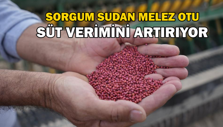 Kuraklığa Dayanıklı Sorgum Sudan Melez Otu,  Süt Verimini Artırıyor