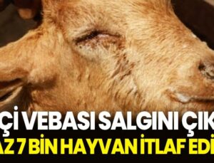 Keçi Vebası Salgını Çıktı, En Az 7 Bin Hayvan Itlaf Edildi!