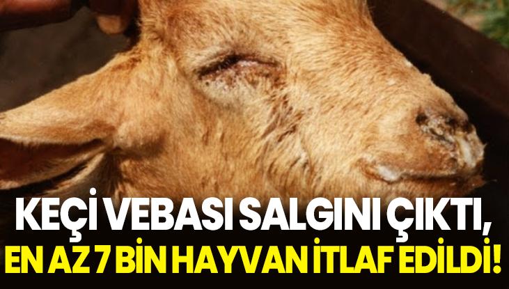 Keçi Vebası Salgını Çıktı, En Az 7 Bin Hayvan Itlaf Edildi!