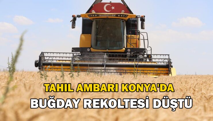 Konya’Da Buğday Rekoltesinde Düşüş