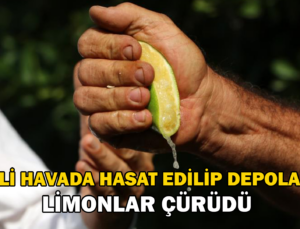 Çiğli Havada Hasat Edilip Depoya Konan Limonlar Çürüdü