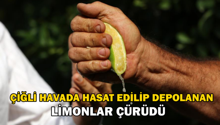 Çiğli Havada Hasat Edilip Depoya Konan Limonlar Çürüdü