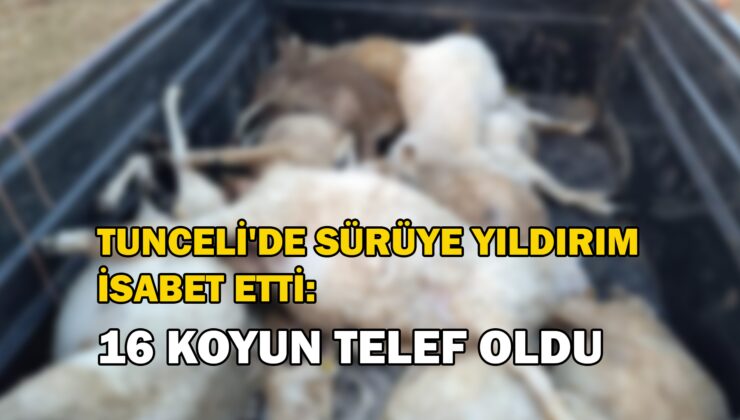 Tunceli’De Sürüye Yıldırım Isabet Etti: 16 Koyun Telef Oldu