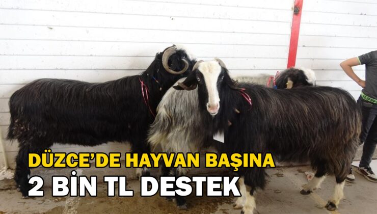 Hayvan Başına 2 Bin Tl Destek