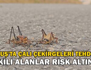 Muş’Ta Çalı Çekirgeleri Tehdidi: Ekili Alanlar Risk Altında