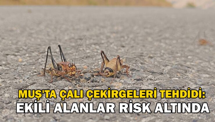 Muş’Ta Çalı Çekirgeleri Tehdidi: Ekili Alanlar Risk Altında