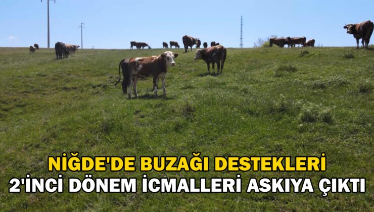 Niğde’De Buzağı Destekleri Ile Ilgili Önemli Duyuru