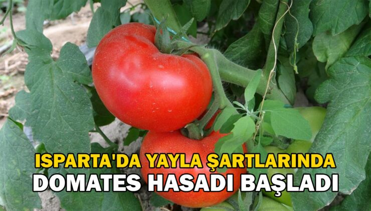 Isparta’Da Yayla Şartlarında Domates Hasadı Başladı