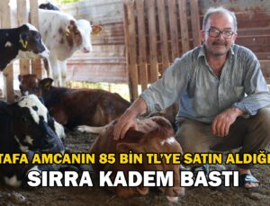 Mustafa Amcanın 85 Bin Tl’ye Satın Aldığı Inek, Sırra Kadem Bastı