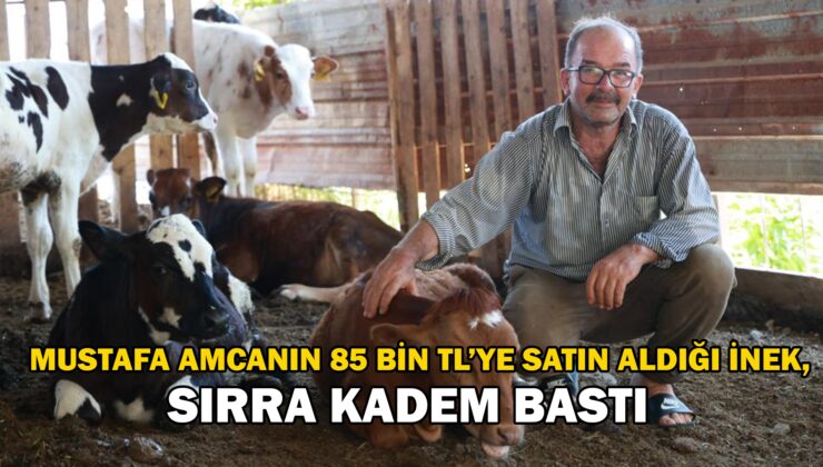 Mustafa Amcanın 85 Bin Tl’ye Satın Aldığı Inek, Sırra Kadem Bastı