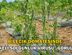 Bilecik Domatesinde “Lekeli Solgunluk Virüsü” Görüldü