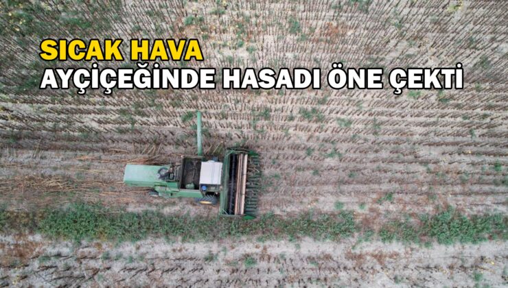 Sıcak Hava Ayçiçeğinde Toprağı Çatlattı, Hasadı Öne Çekti