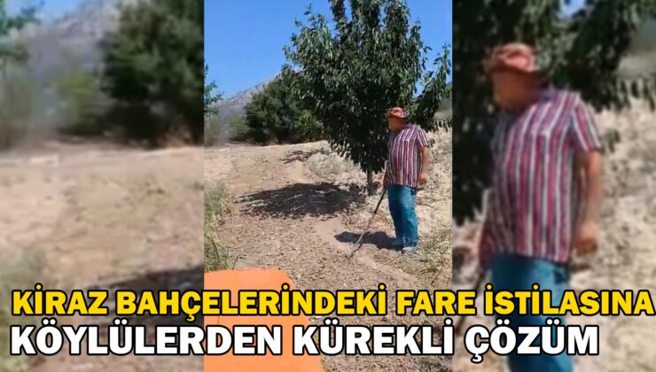 Kiraz Bahçelerindeki Fare Istilasına Karşı Köylülerden Kürekli Çözüm