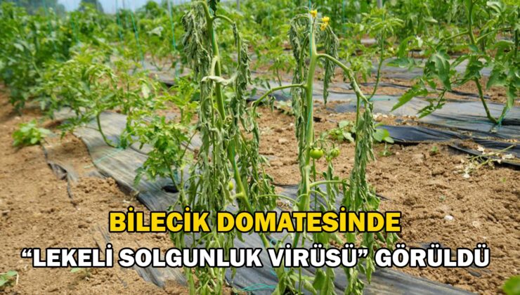 Bilecik Domatesinde “Lekeli Solgunluk Virüsü” Görüldü