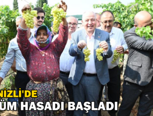 Denizli’De Üzüm Hasadı Başladı