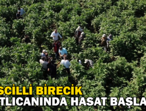 Tescilli Birecik Patlıcanında Hasat Başladı