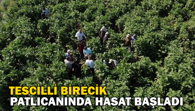 Tescilli Birecik Patlıcanında Hasat Başladı