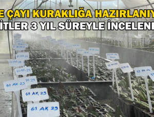 Rize Çayı Kuraklığa Hazırlanıyor