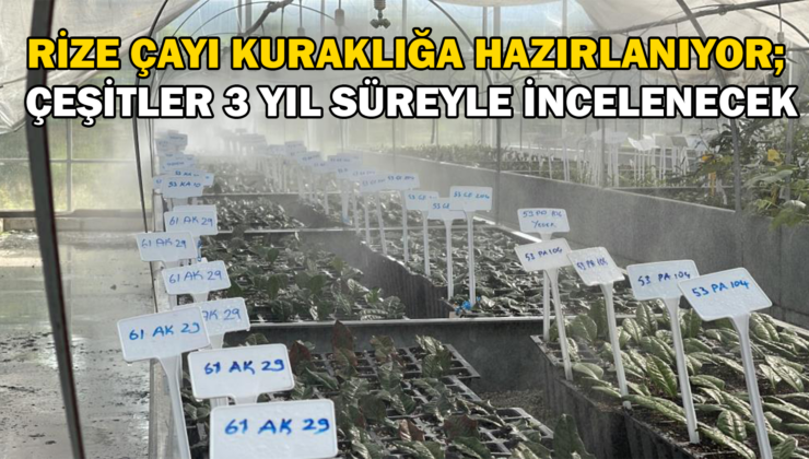 Rize Çayı Kuraklığa Hazırlanıyor