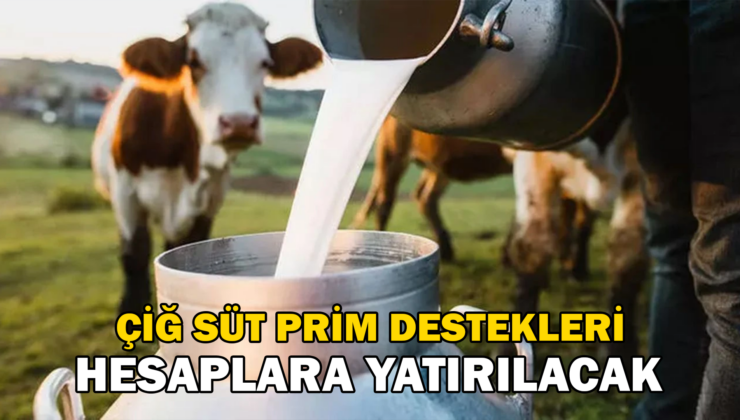 Çiğ Süt Prim Destekleri Hesaplara Yatırılacak