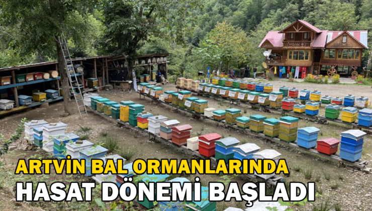 Artvin’de Bal Ormanlarında Hasat Başladı