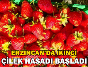 Erzincan’da Ikinci Çilek Hasadı Başladı