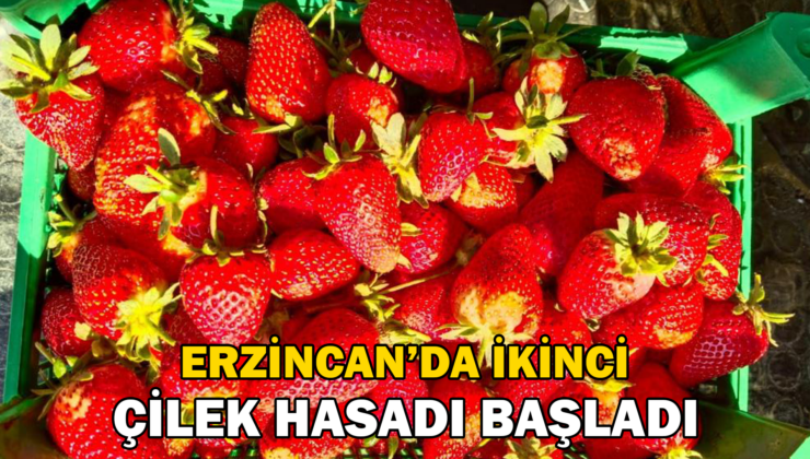 Erzincan’da Ikinci Çilek Hasadı Başladı