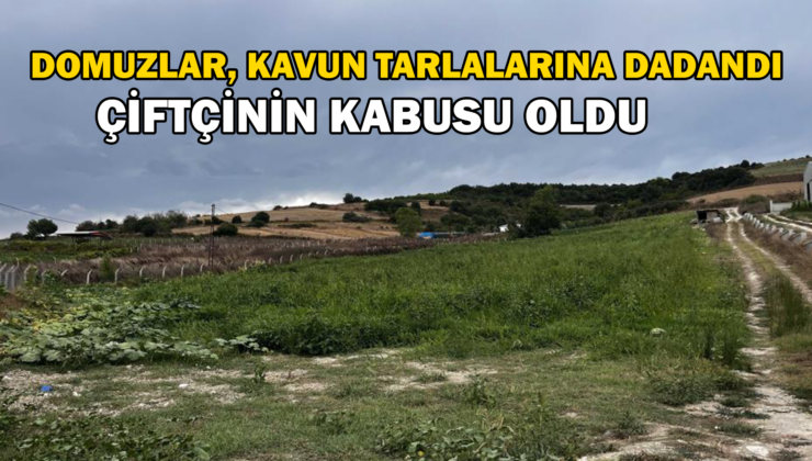 Kavun Tarlalarına Dadanan Domuzlar Çiftçileri Canından Bezdirdi