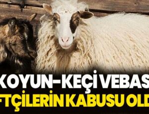 Koyun-Keçi Vebası Çiftçilerin Kabusu Oldu!