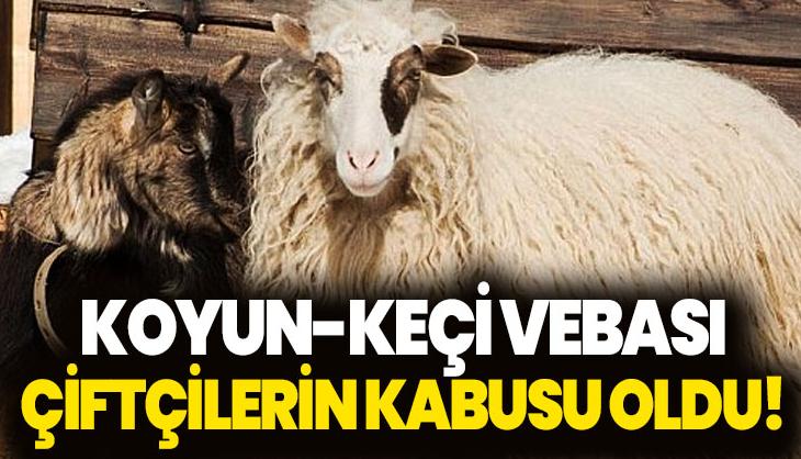 Koyun-Keçi Vebası Çiftçilerin Kabusu Oldu!