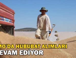 Tmo’Da Hububat Alımları Devam Ediyor