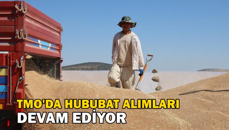 Tmo’Da Hububat Alımları Devam Ediyor