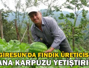 Giresun’Da Fındık Üreticisi, Adana Karpuzu Yetiştiriciliğine Başladı