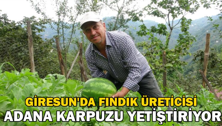 Giresun’Da Fındık Üreticisi, Adana Karpuzu Yetiştiriciliğine Başladı