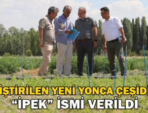 Niğde’De ‘İpek’ Ismi Verilen Yeni Yonca Çeşidi Geliştirildi