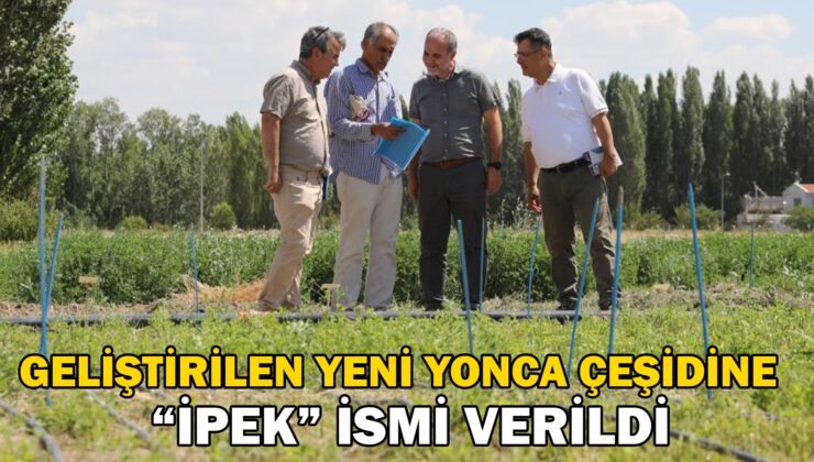 Niğde’De ‘İpek’ Ismi Verilen Yeni Yonca Çeşidi Geliştirildi