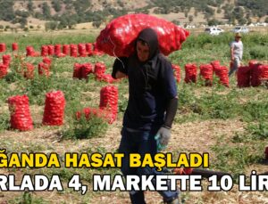 Soğanda Hasat Başladı: Tarlada 4, Markette 10, Pazarda Ise 12 Lira