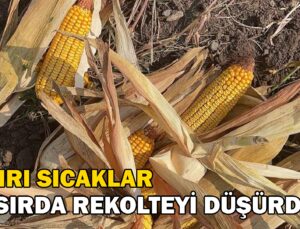 Aşırı Sıcak Mısırda Rekolteyi Düşürdü