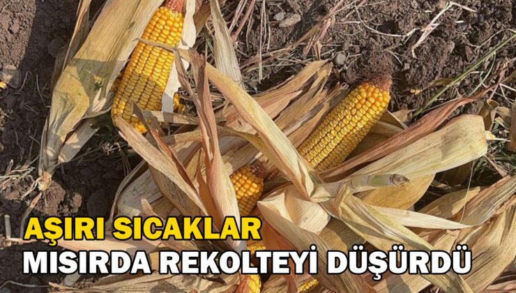 Aşırı Sıcak Mısırda Rekolteyi Düşürdü