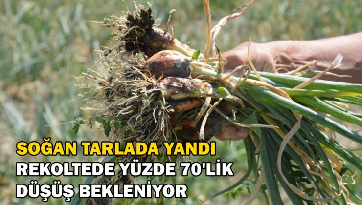 Buğday Hasadı Başladı, Yağışlar Rekolteyi Olumsuz Etkiledi