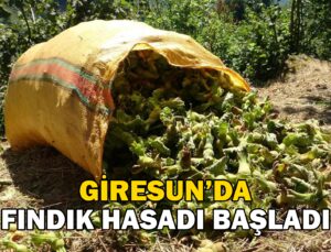 Giresun’da Fındık Hasadı Başladı