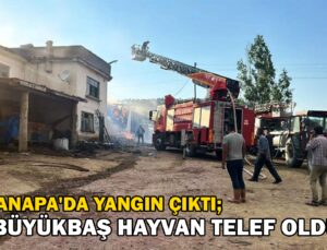 Aslanapa’Da Çıkan Yangında 14 Büyükbaş Hayvan Telef Oldu